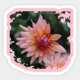 Pink Dahlia Sticker